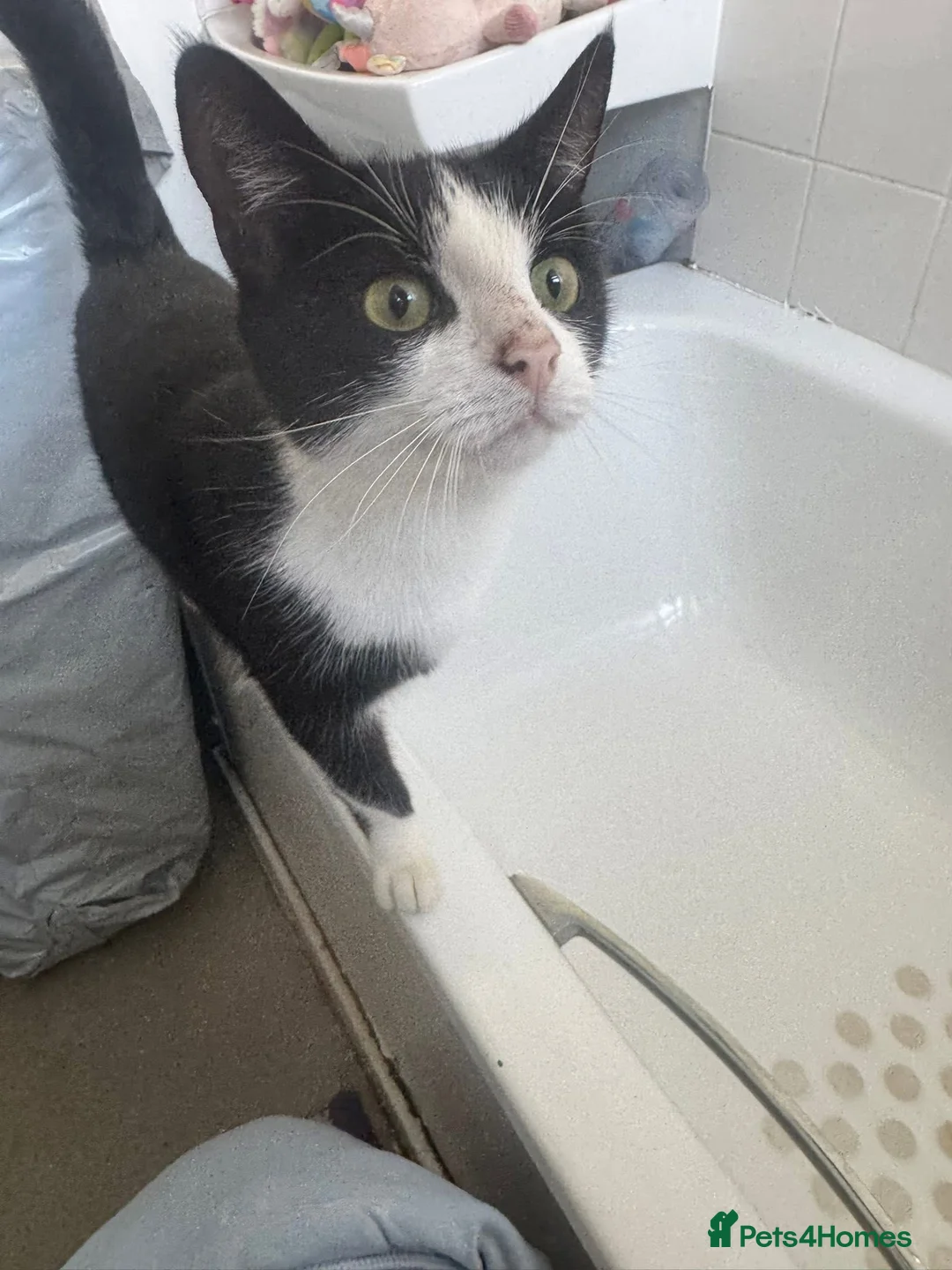 Mixed Breed cats for sale: Lots of male cats! Now only £20 and one girl!  - Advert 1