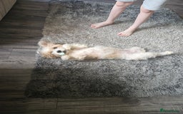 Shihpoo dogs for sale: Shihpoo female 5 years old - Advert 4
