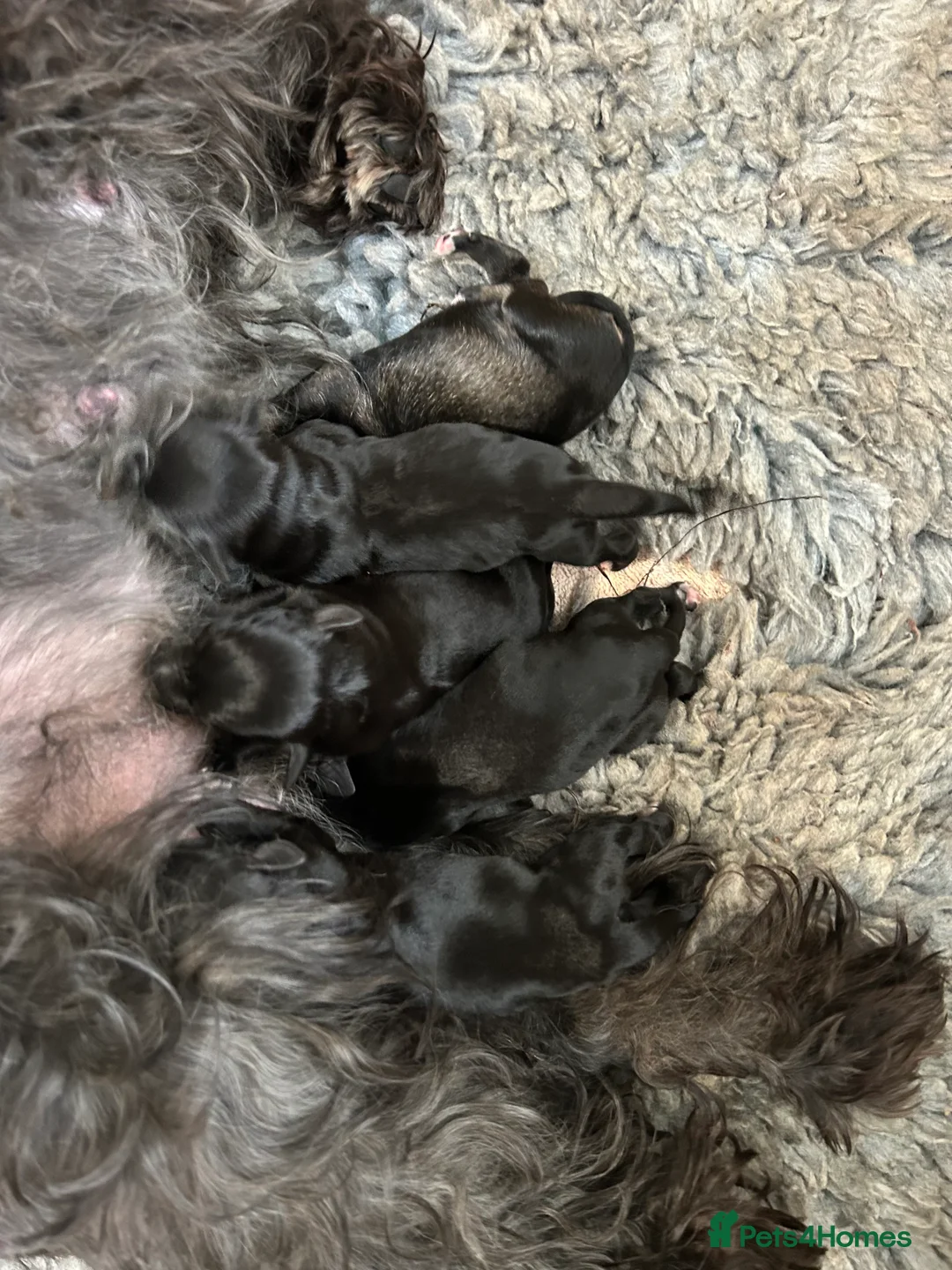 Miniature Schnauzer dogs for stud: KC CHOC/WHITE MIN SCHNAUZER BVA AND MAC CLEAR in Coventry - Advert 33