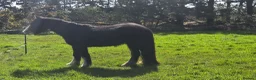 Irish Cob horses for sale: Beautiful Black Mare 13.2/3  in Helston - Advert 4