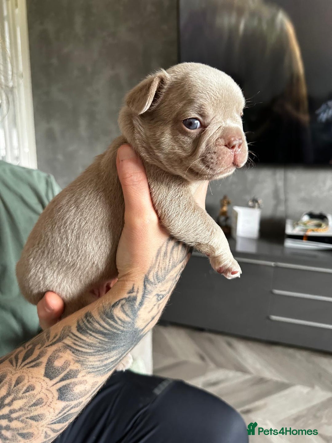 French Bulldog dogs for sale: Isabella french bulldog - Image 6