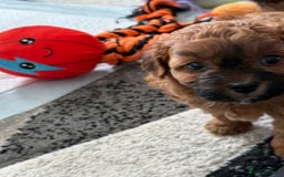 Maltipoo dogs for sale: Outstanding Malshipoo puppies - Image 27