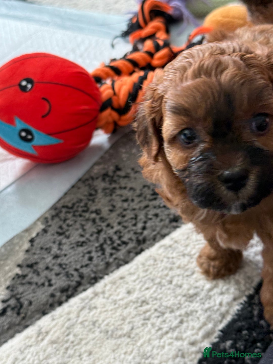 Maltipoo dogs for sale: Outstanding Malshipoo puppies - Image 27