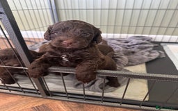 Cockapoo dogs for sale: Adorable chocolate cockapoos  - Image 3