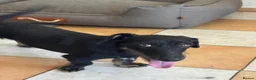 Mixed Breed dogs for adoption: Lovely little Jonny needs a new home - Advert 2