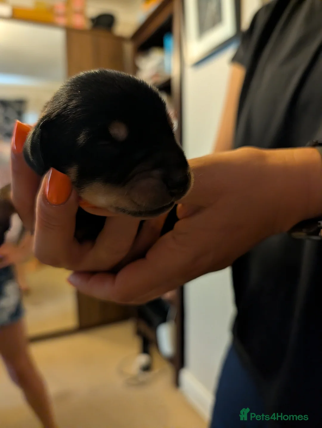 Mixed Breed dogs for sale: Lithuanian Hound puppies looking forever home in Peterborough - Advert 14
