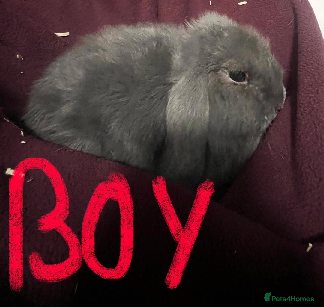 Mini Lion Lop rabbits for sale: Mini lop - Advert 5