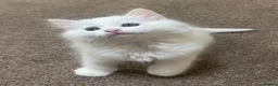 Mixed Breed cats for sale: Ragdoll x Kittens  - Advert 6