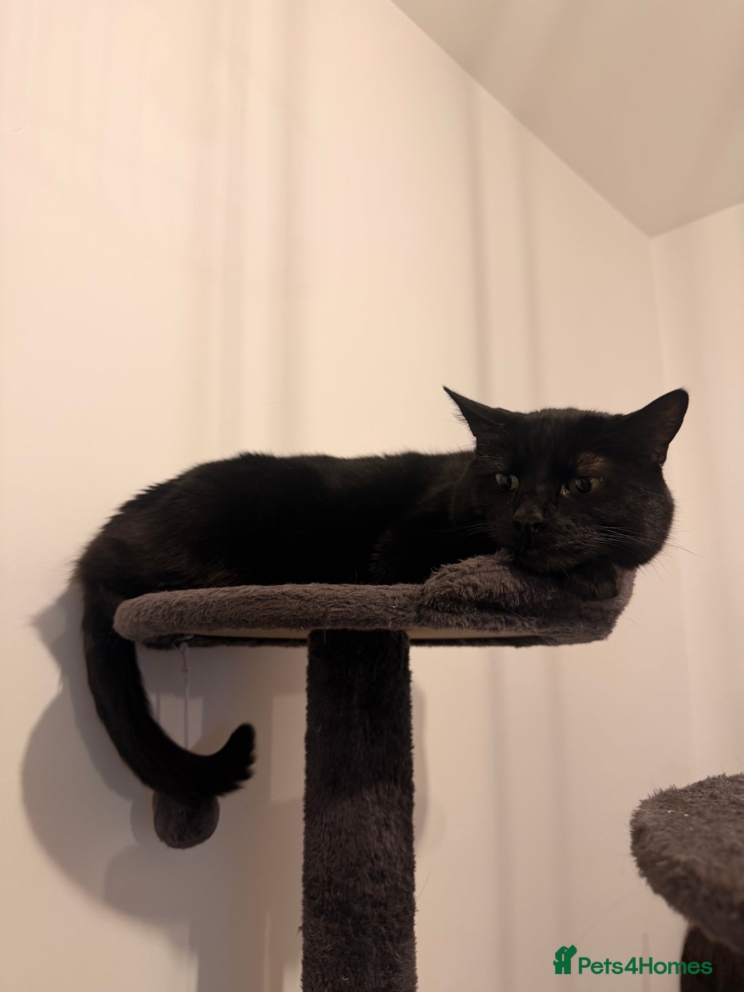 Mixed Breed cats for sale: Must go together! - Advert 3