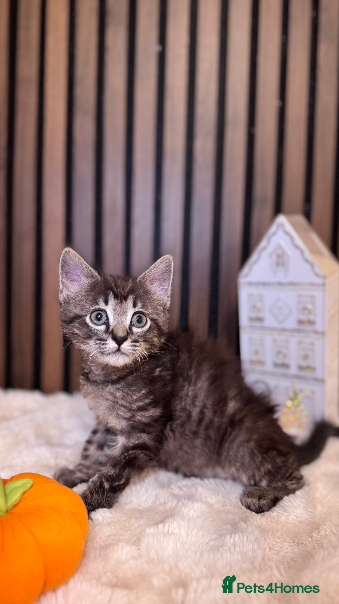 Ragdoll cats for sale: 🌙 Grey Ghost Kittens🎃 – Ragdoll × Tabby 🐾 - Image 14