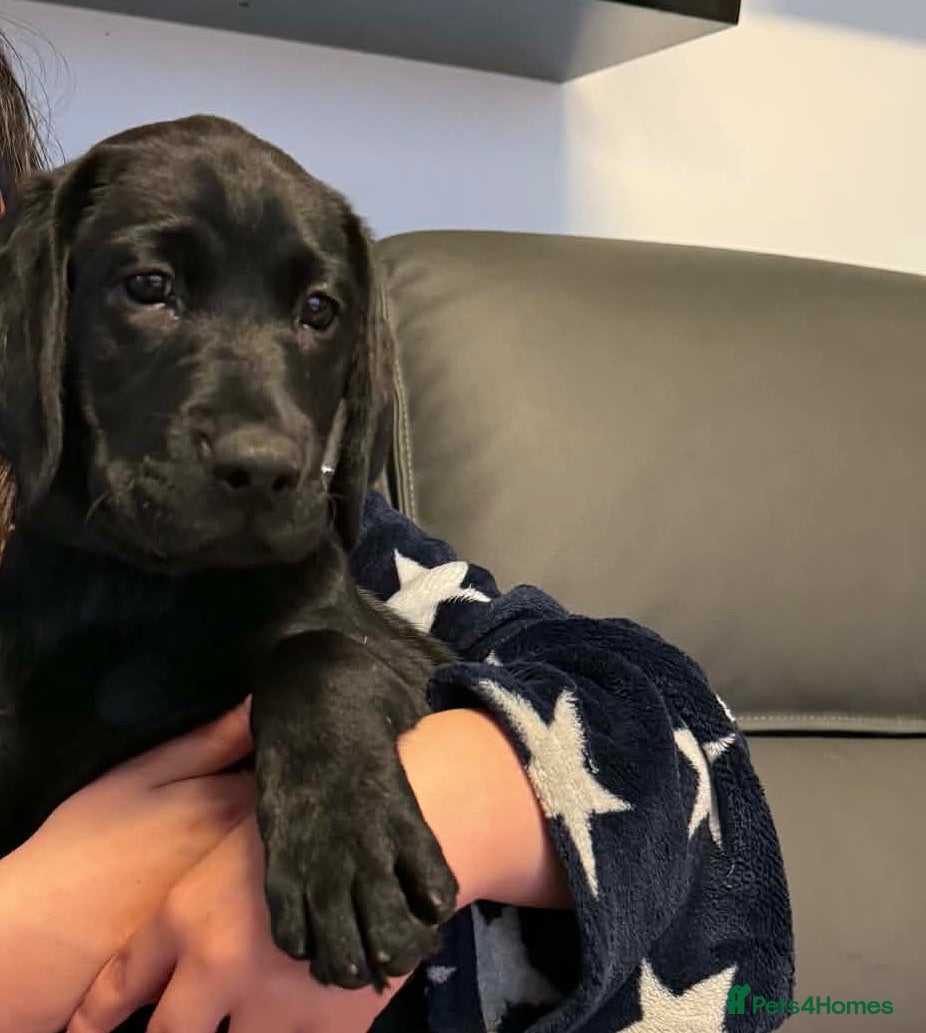 Labrador Retriever dogs KCReg Black Labrador Puppies - Advert 1