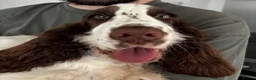 Cocker Spaniel dogs for sale: Show Type Cocker Spaniel in Bridgwater - Advert 2