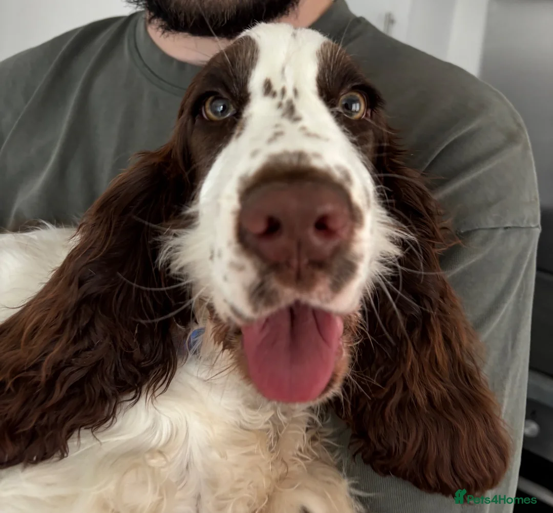 Cocker Spaniel dogs for sale: Show Type Cocker Spaniel in Bridgwater - Advert 2
