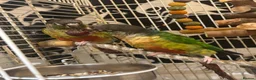Conures birds for sale: Bonded pair of yellow-sided conures - Advert 8