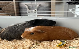 Guinea Pig rodents for sale: Two bonded male guinea pigs along with full set up - Image 1