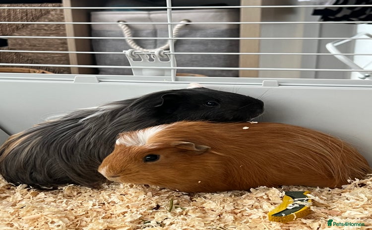 Guinea Pig rodents - Advert 3