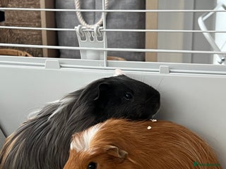 Guinea Pig rodents - Advert 30