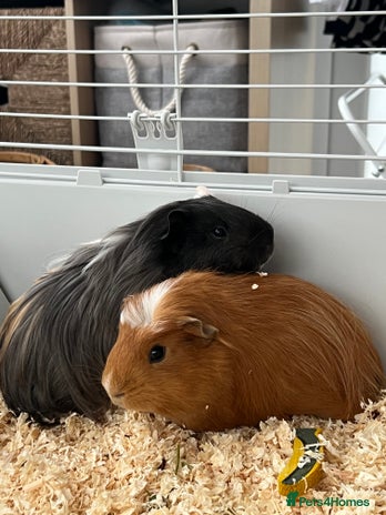 Guinea Pig rodents - Advert 3