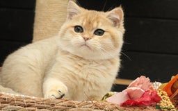 British Shorthair cats for sale: Gorgeous Golden Shaded girl - Image 6