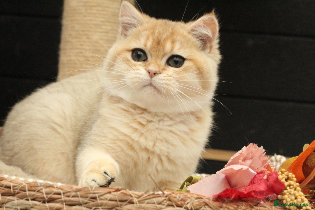 British Shorthair cats for sale: Gorgeous Golden Shaded girl - Image 6