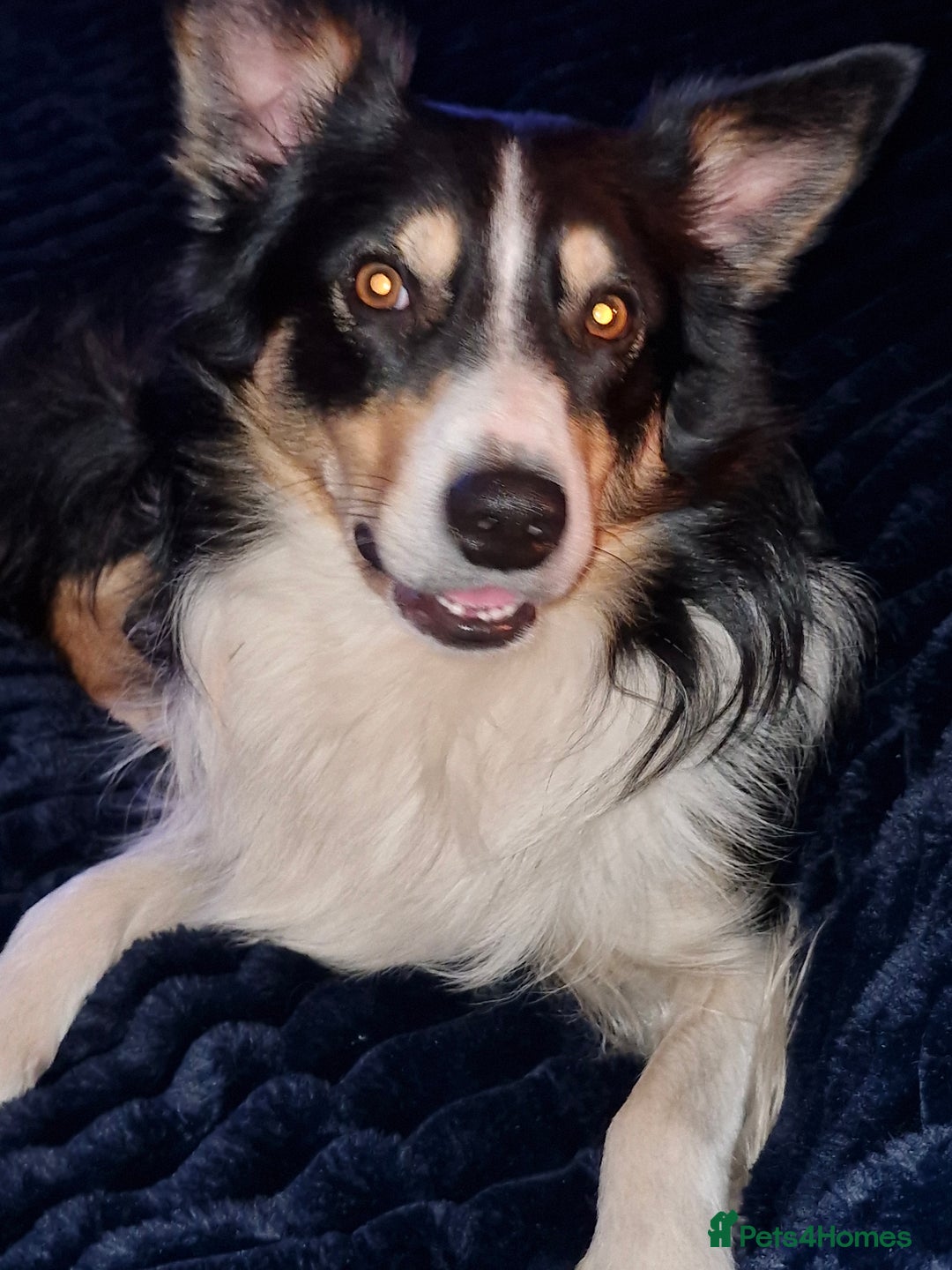 Border Collie dogs for stud: Welsh collie tri colour  - Advert 3