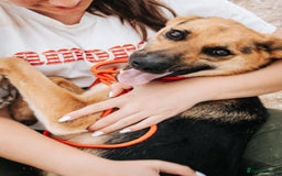 Mixed Breed dogs for adoption: Robin - Image 4