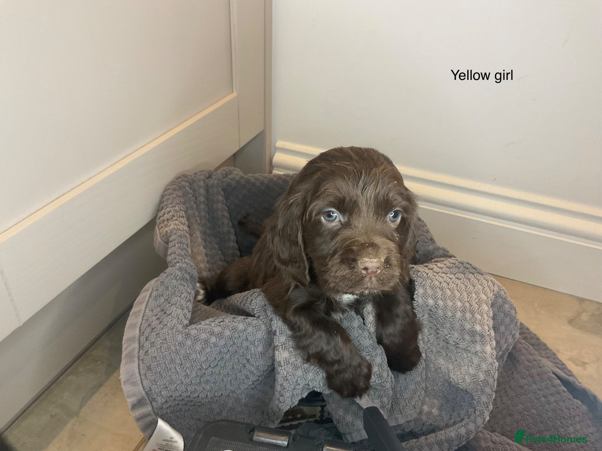 Cocker Spaniel dogs KC REG HEREDITARY CLEAR WORKING COCKER SPANIELS - Advert 1