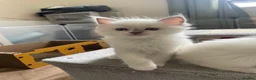 Ragdoll cats for sale: Ragdoll Kittens GCCF lilac and Blue beautiful  - Advert 4