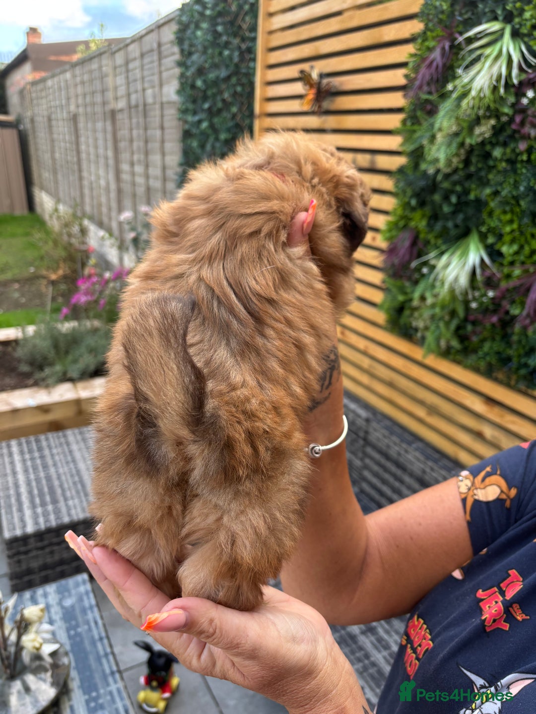 Shih Tzu dogs for sale: Imperial shihtzu - Image 4