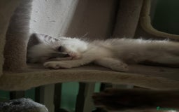 Ragdoll cats for sale: 2 Beautiful ragdoll kittens - Image 1