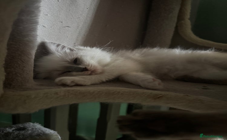 Ragdoll cats - Advert 3