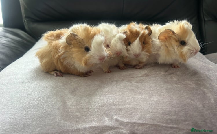 Guinea Pig rodents - Advert 2