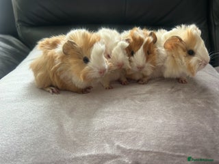 Guinea Pig rodents Stunning baby guinea pigs Abyssinian/ funkies - Advert 1