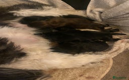 Mixed Breed dogs for sale: 6 Gorgeous Shorkie’s ready 20/12/025 - Advert 7