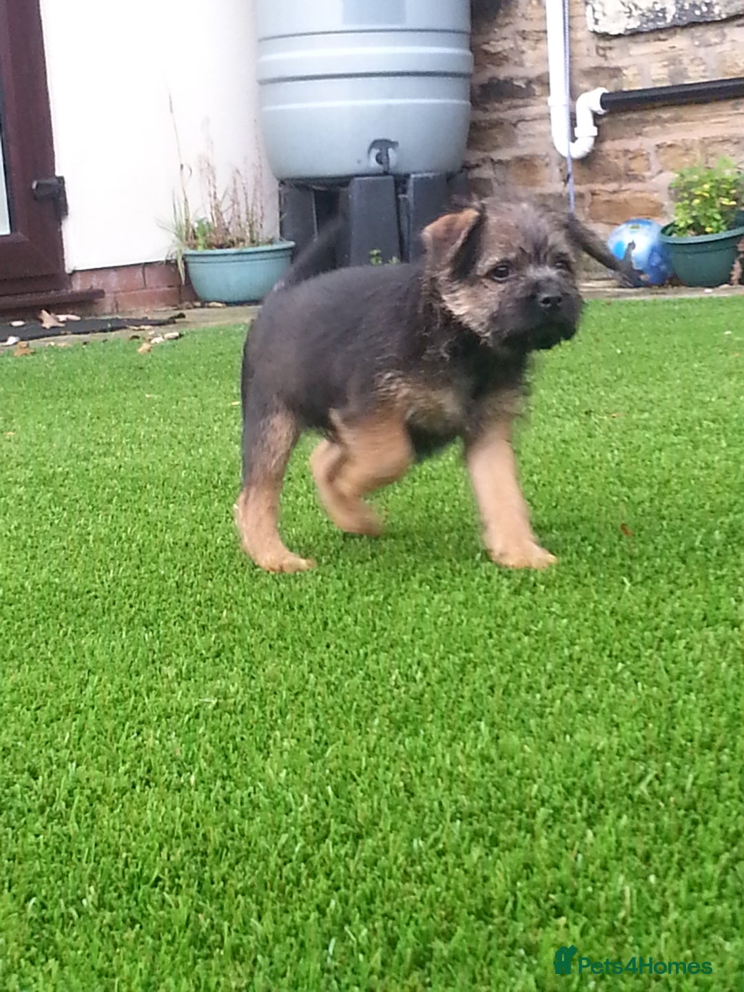 Border Terrier dogs for sale: KC border terrier pups SLEM clear reg breeder - Image 8