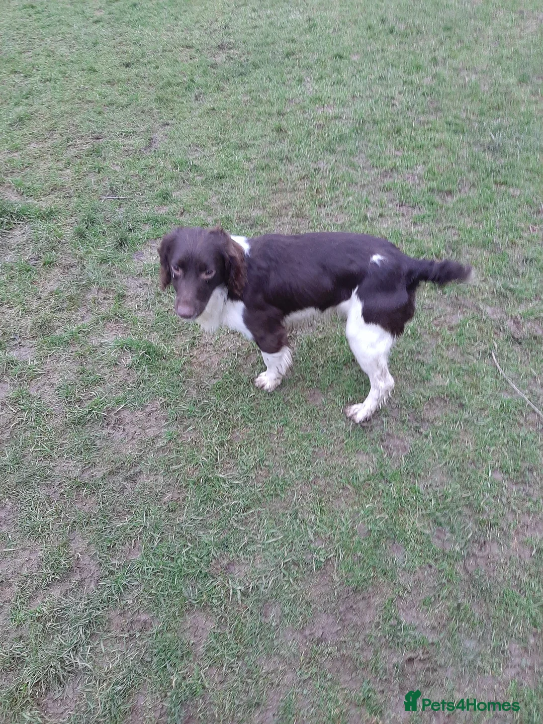 English Springer Spaniel dogs for stud: Salrowbra Gundogs at Stud in Ossett - Advert 8