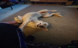 German Shepherd dogs for sale: Ghost 3yr old German Shepherd  - Image 2