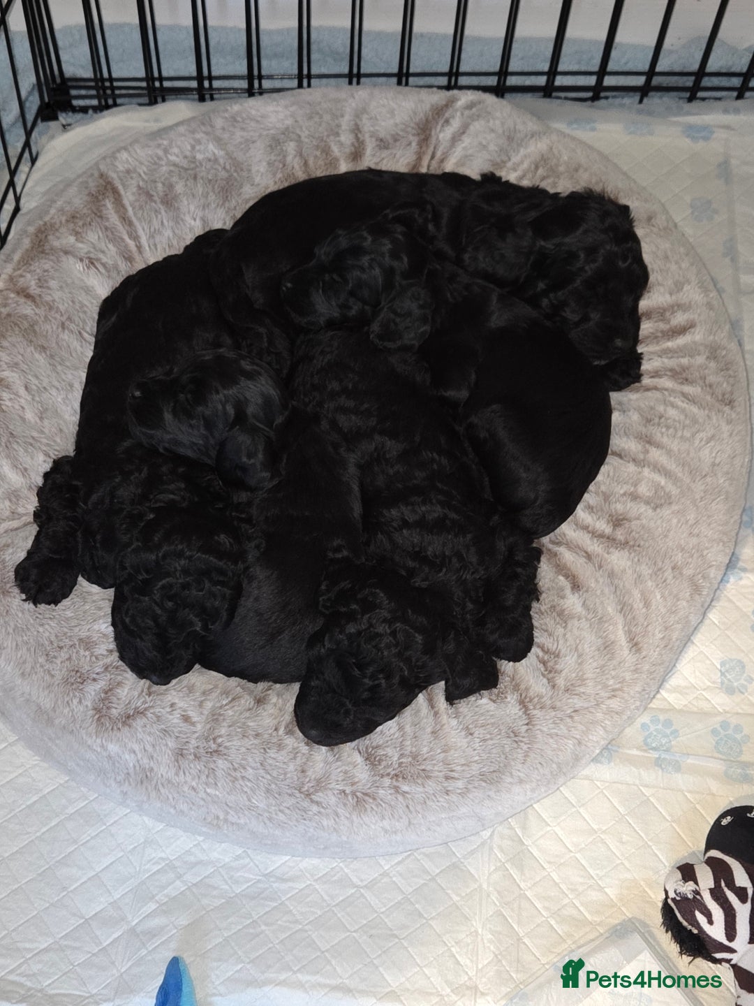 Cockapoo dogs for sale: Cockapoo puppies for sale - Advert 9