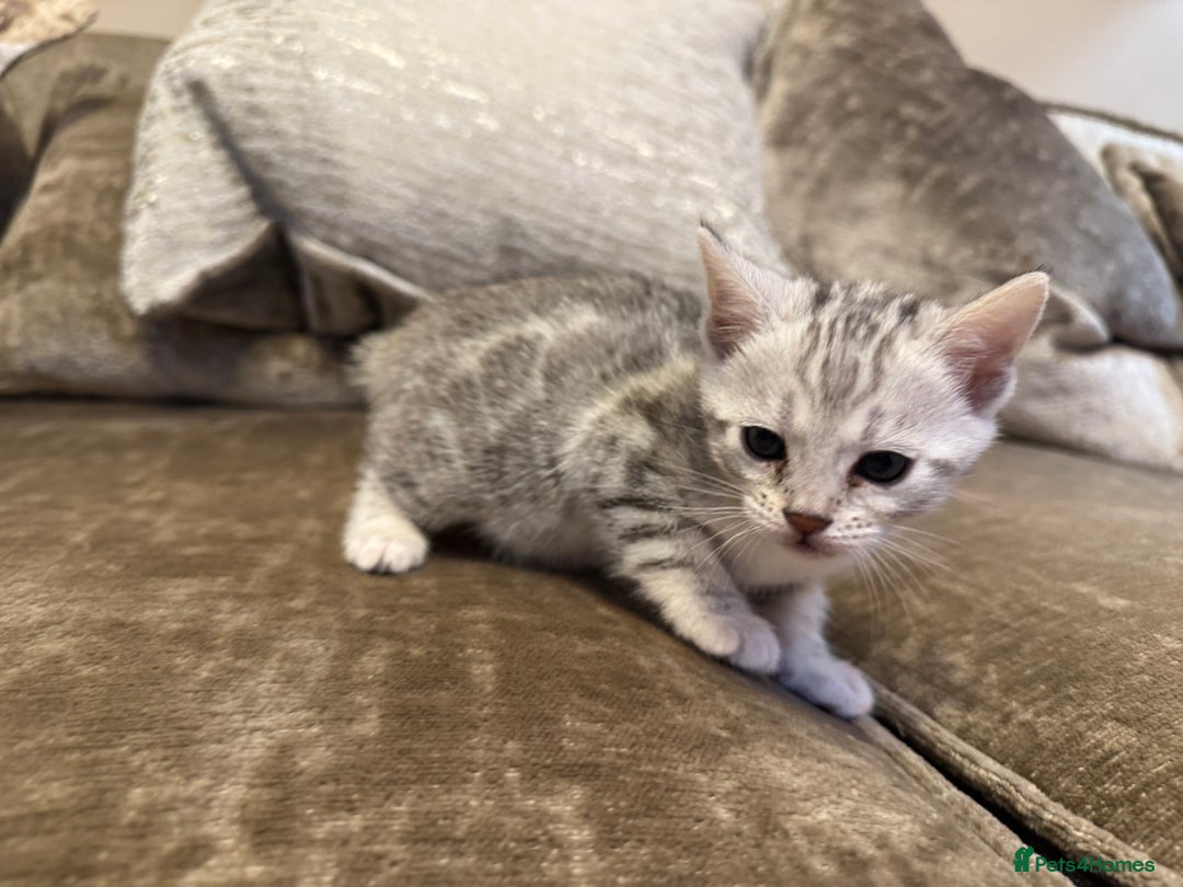 Bengal cats for sale: Exceptional TICA Registered Bengals- Champion Line - Advert 33