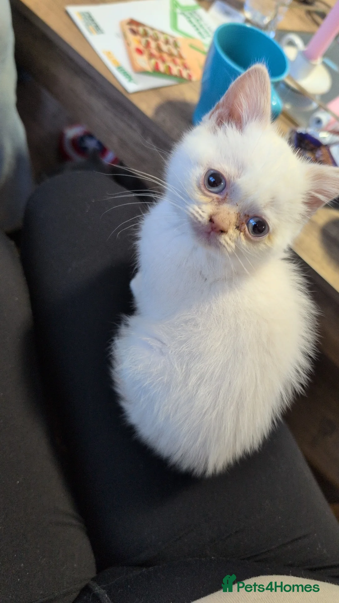 British Shorthair cats for sale: Beautiful British Shorthair kittens ready now - Advert 17