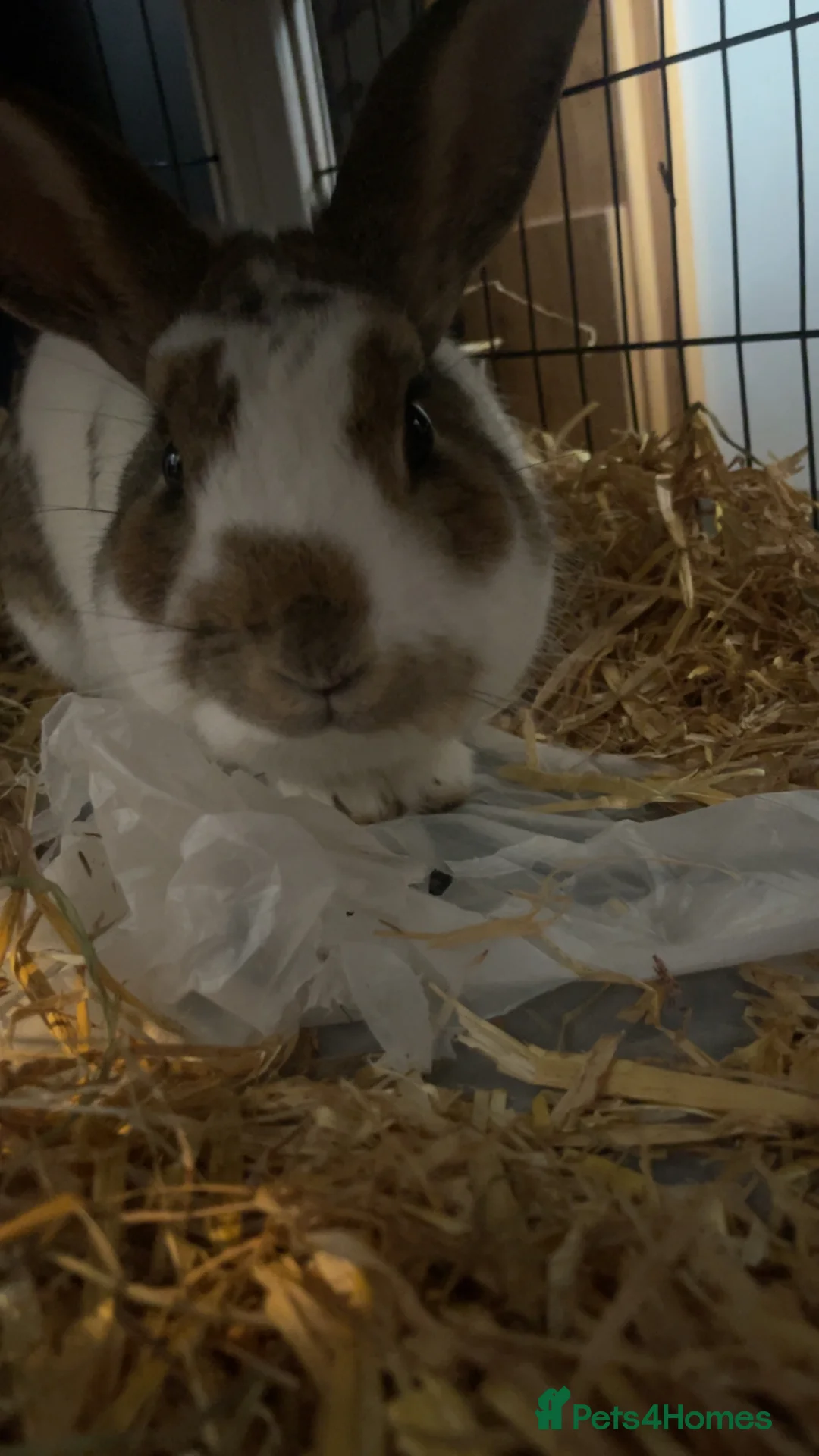 Mixed Breed rabbits for sale: prince  in Manchester - Advert 4