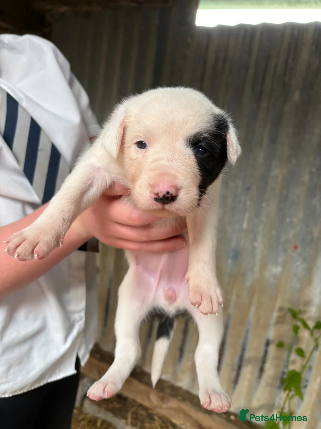 Mixed Breed dogs for sale: Gorgeous mixed collie pups in Llanfyllin - Advert 2