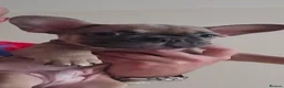French Bulldog dogs for sale: French Bulldog  in Liverpool - Advert 11