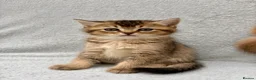 British Shorthair cats for sale: Pedigree golden kittens - black golden & chocolate - Advert 29