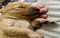 Cavapoo dogs for sale: Cavapoo - Image 9