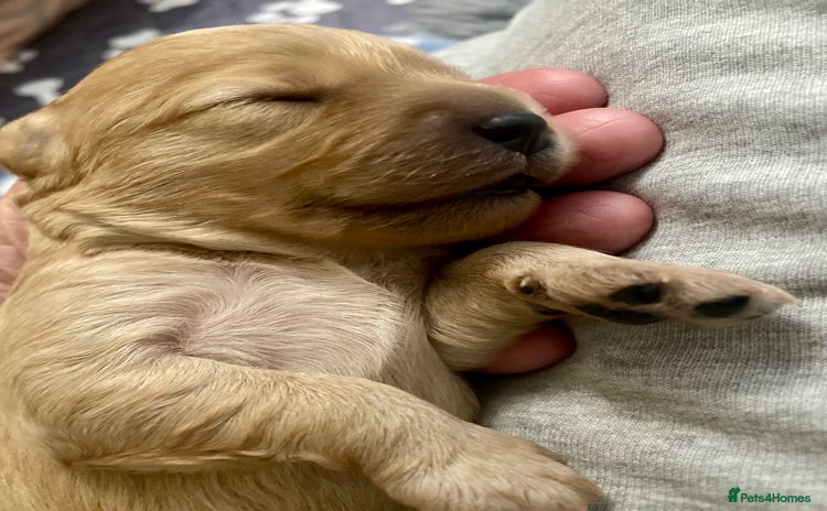 Cavapoo dogs - Advert 5