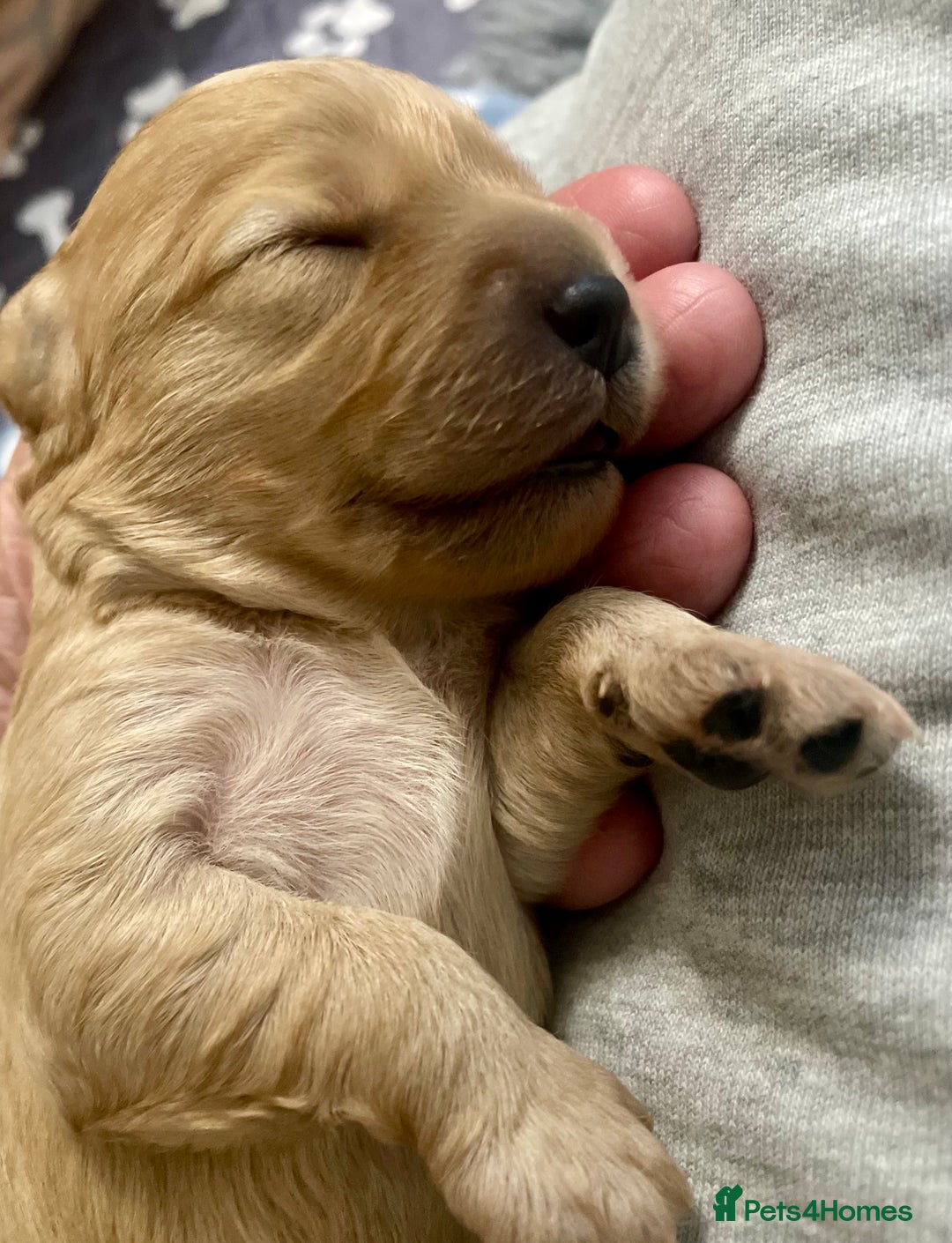 Cavapoo dogs for sale: Cavapoo - Image 9