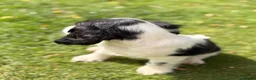 Cocker Spaniel dogs for sale: Show Cocker Pups Ready Now⭐️ - Advert 13