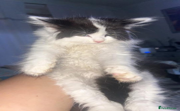 Maine Coon cats - Advert 1