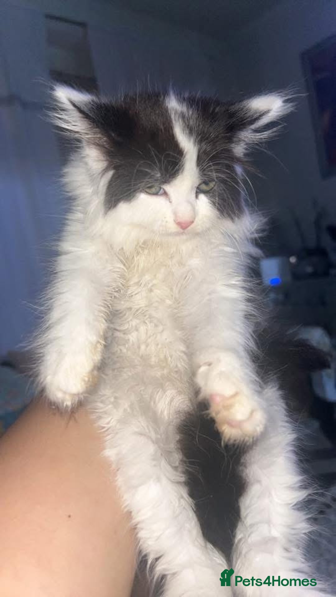 Maine Coon cats for sale: Main coon kitten 7 months old  - Image 1